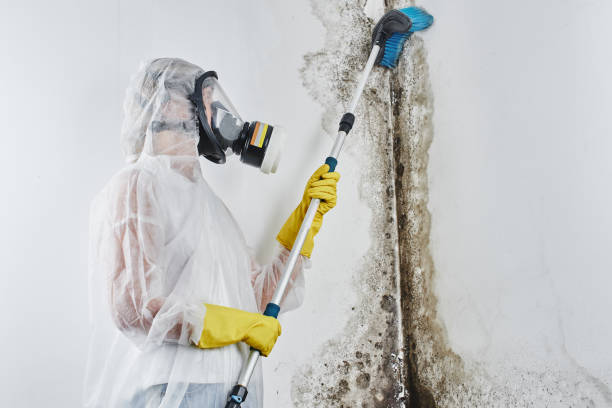 Best Basement water damage restoration  in Fairfax Station, VA