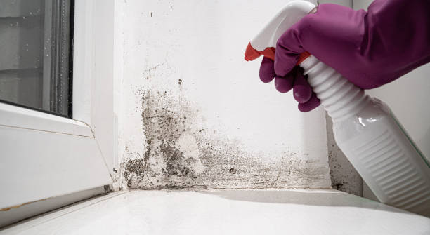 Best Mold removal after water damage  in Fairfax Station, VA